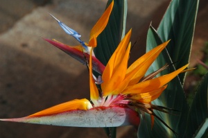 A Bird of Paradise in Hawaii