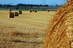 bales of hay